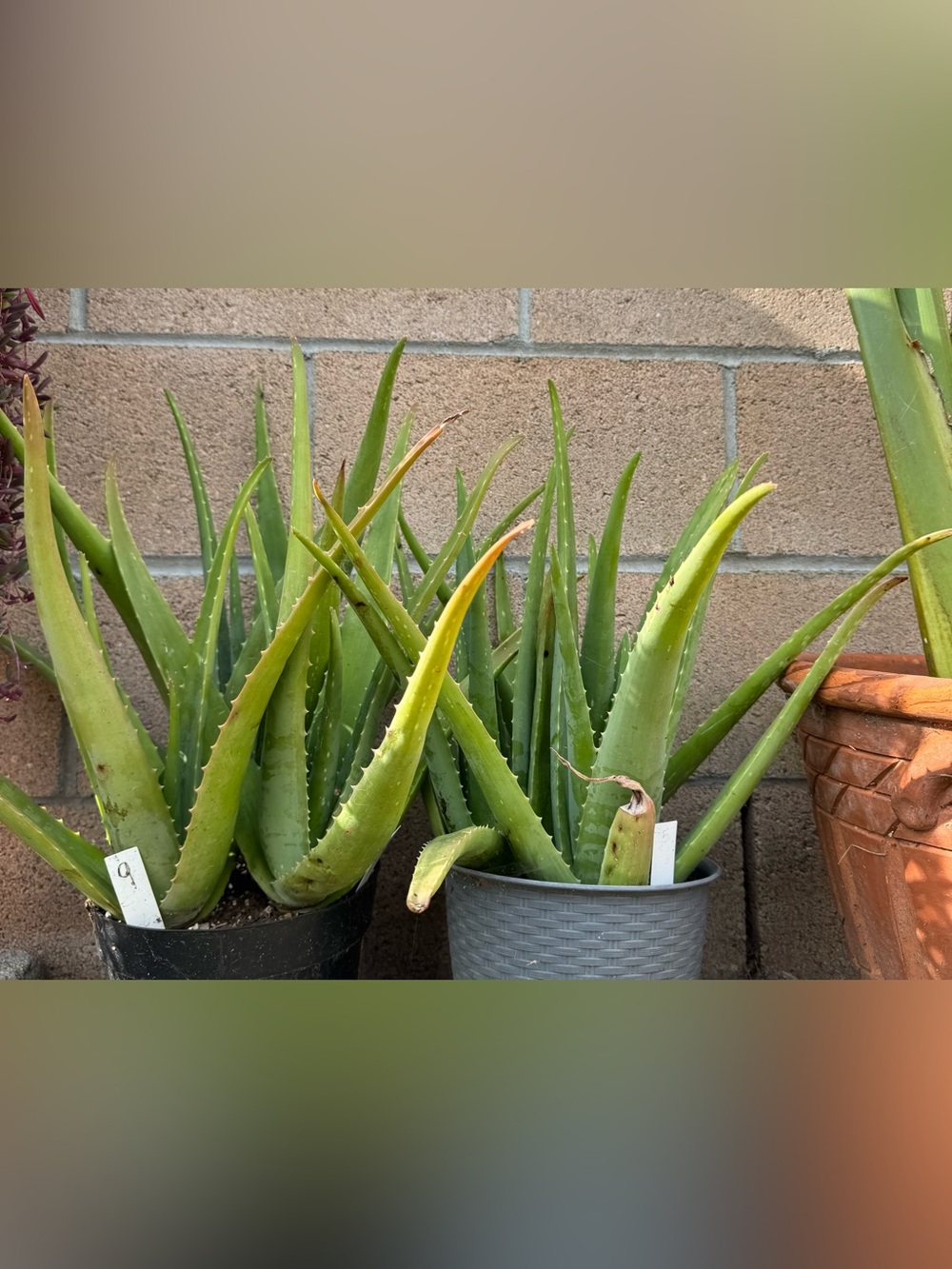 Aloe Vera